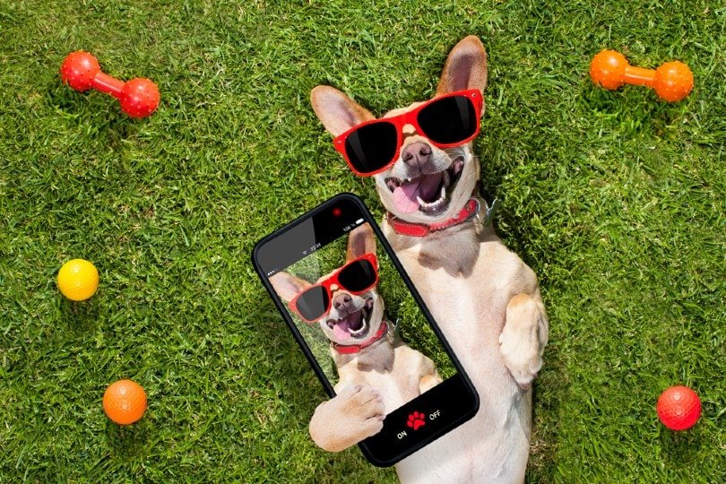 Éxito del Influencer de Mascotas: Transforma a tu Amigo Peludo en una Estrella de las Redes Sociales Convierte a tu Mascota en una Estrella: Consejos de Expertos para la Influencia en Redes Sociales