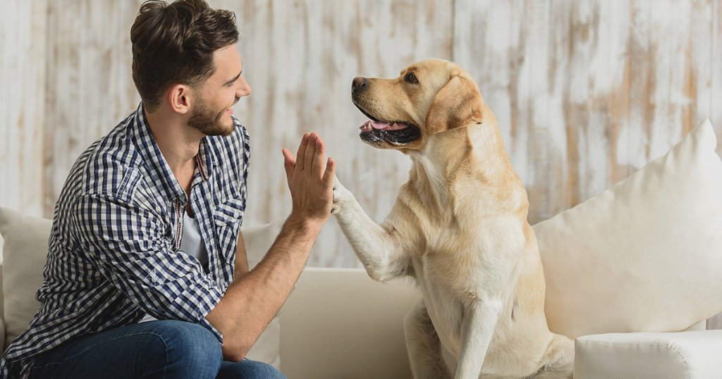Cuidado de Mascotas en Casa: Convierte Tu Amor por los Animales en Ganancias Conviértete en Paseador de Mascotas: Oportunidad de Negocio en Casa, Flexible y Gratificante