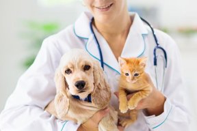 Explorá los Servicios para Mascotas en Buenos Aires