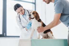 Explora Clínicas Veterinarias en Córdoba