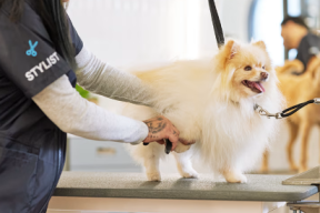 Explorá salones de mascotas en Córdoba hoy