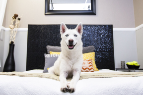 Visita hoteles para mascotas en Córdoba
